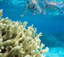 Snorkeling on the Great Barrier Reef near Port Douglas