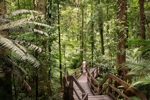 Plant Life in the Daintree Rainforest