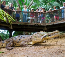 Wildlife Habitat Port Douglas crocodile show.